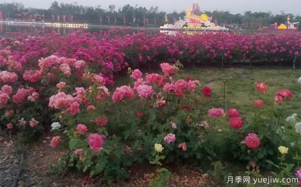 如何防止樹(shù)狀月季會(huì )變形呢？南陽(yáng)月季小編分享(圖1)