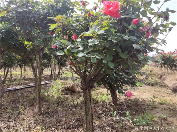 樹(shù)狀月季花在春夏秋冬四個(gè)季節，修剪的辦法是什么(圖1)
