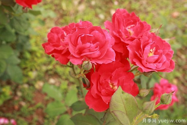 山東大花月季成長(cháng)期的正確施肥技巧！(圖1)