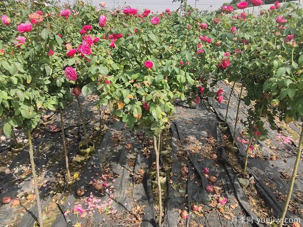南陽(yáng)2公分棒棒糖月季的好品種，遙遠的鼓聲推薦給花友們(圖1)