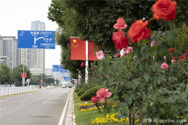 昆明上千株月季俏立呈貢街頭，與您共赴COP15盛會(huì )！(圖1)