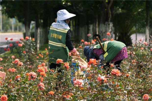 昆明上千株月季俏立呈貢街頭，與您共赴COP15盛會(huì )！(圖2)