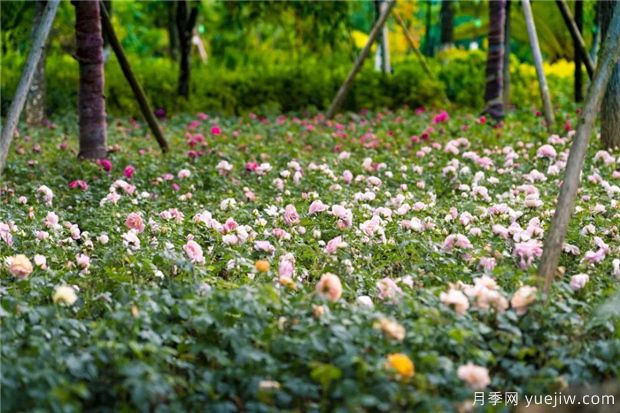 昆明上千株月季俏立呈貢街頭，與您共赴COP15盛會(huì )！(圖4)