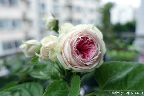 推薦6種月季非常好養，抗病能力超強(圖4)