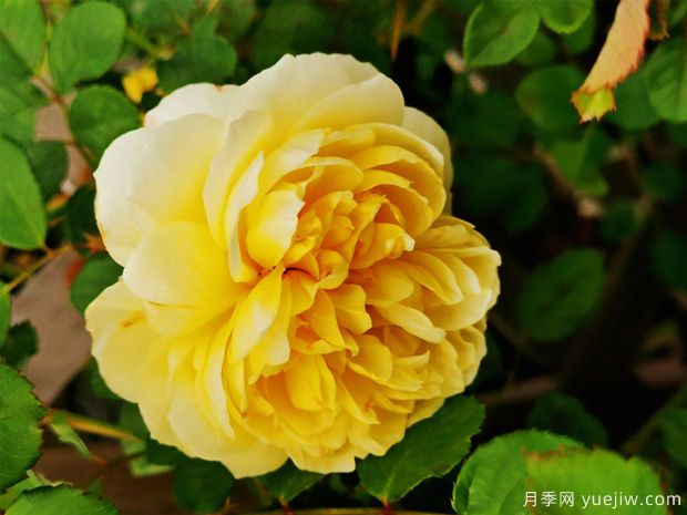 詩(shī)人的妻子，如同詩(shī)人一般浪漫的月季存在(圖1)