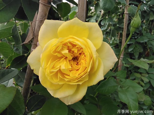推薦10大經(jīng)典月季花品種，好養好看，花友廣愛(ài)(圖8)