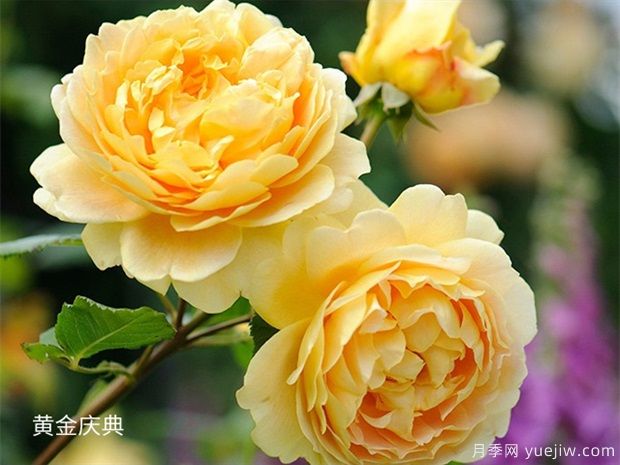 推薦必種的6種藤本月季，花量大長(cháng)勢快，打造花墻超漂亮(圖6)