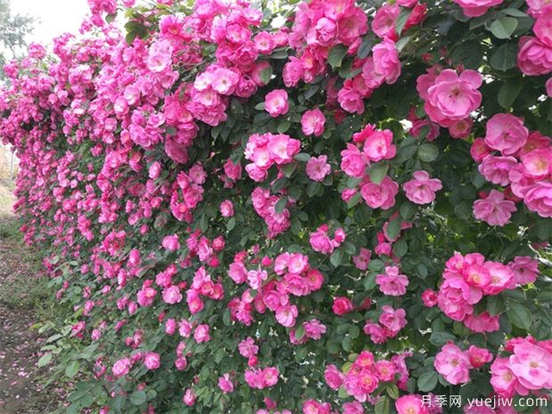 推薦必種的6種藤本月季，花量大長(cháng)勢快，打造花墻超漂亮(圖2)