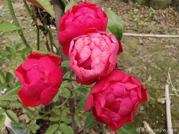 紅木香花可以種在家里嗎?(圖1) 紅木香花可以種在家里嗎?(圖1)