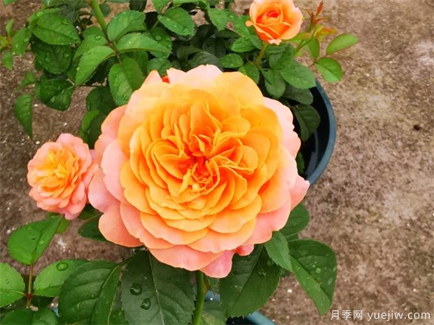 月季花上盆、翻盆與換盆方法(圖1)