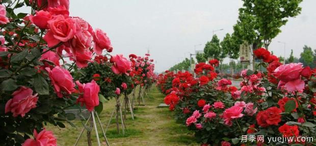 夏季月季花殘花修剪后怎樣管理？(圖1)