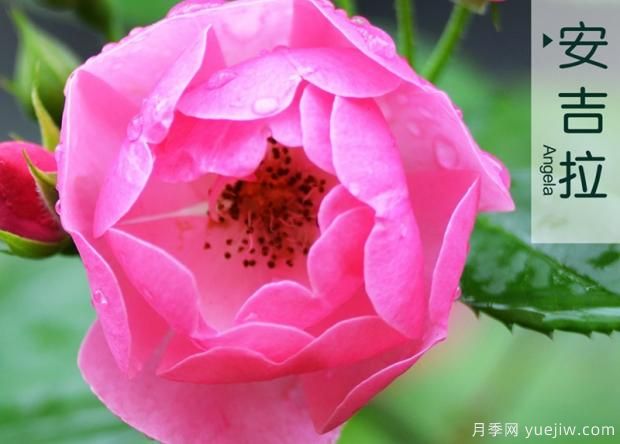 怎樣打造月季花造型花柱？(圖1)