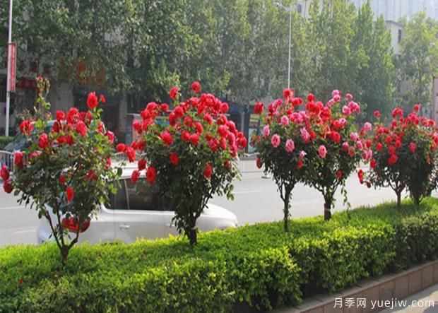 樹(shù)狀月季藻斑鋪是什么概念(圖1)