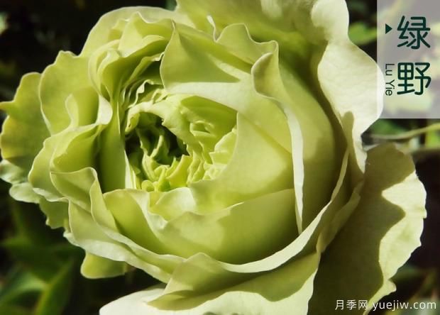 氣調法維護樹(shù)狀月季的要點(diǎn)(圖1)