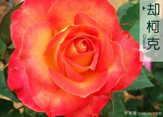增強樹(shù)狀月季耐貯性技術(shù)(圖1)