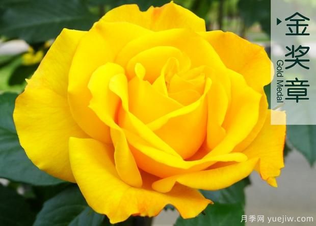 月季移栽定植后怎樣做好大棚管理？(圖1)