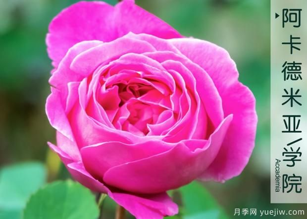 月季在夏天會(huì )被曬到不認識是真的嗎？真相居然是這樣(圖1)