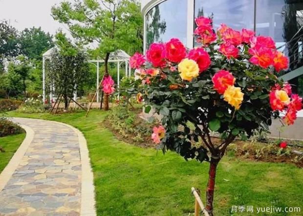 嫁接樹(shù)狀月季？4種常見(jiàn)的適合做月季樹(shù)的砧木(圖1)
