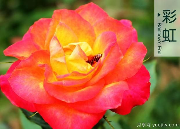 月季花的花期怎么護理？(圖1)