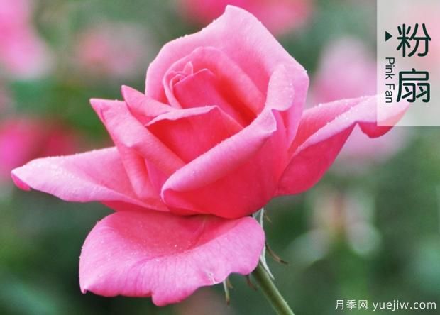 打造大花月季花園？分享大花月季種植和養護技術(shù)(圖2)