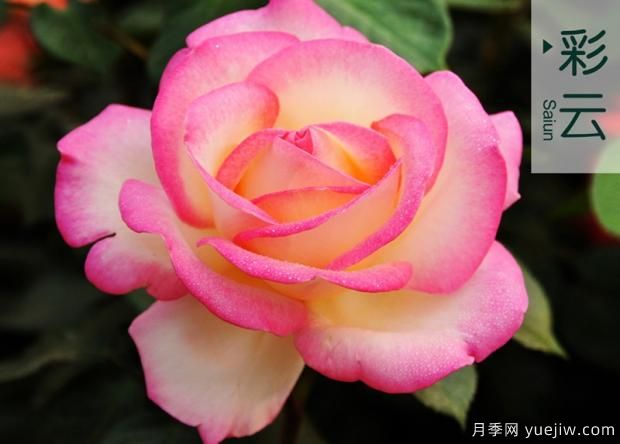 月季連續開(kāi)花的方法(圖1)