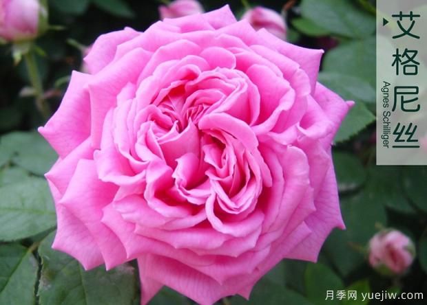 大花月季與豐花月季 你喜歡那個(gè)？(圖1)