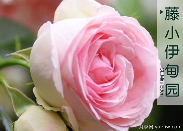 月季長(cháng)管蚜的防治方法(圖1)