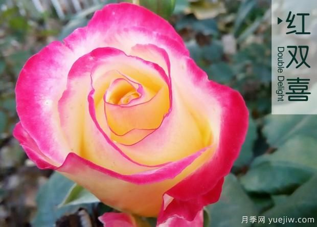 為什么月季老根便宜？月季花根怎么種植？(圖1)
