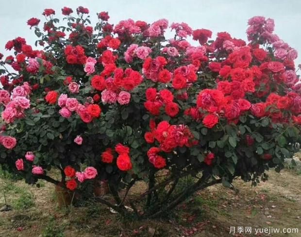 月季界的新寵——樹(shù)狀月季，好養又好看！(圖3)