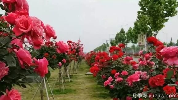 樹(shù)狀月季嫁接技術(shù)要點(diǎn)(圖1)