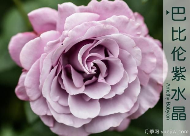 不要在死盯著(zhù)微型月季了，5個(gè)大花微月(圖1)