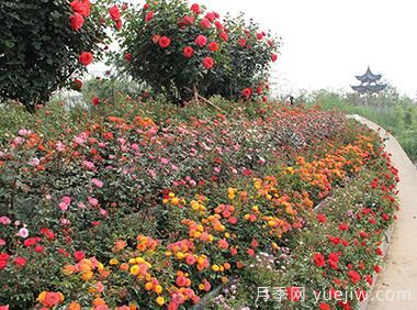 大花月季育殖新竅門(mén)??！(圖1)