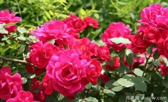 大花月季的“盆護”手法(圖1)