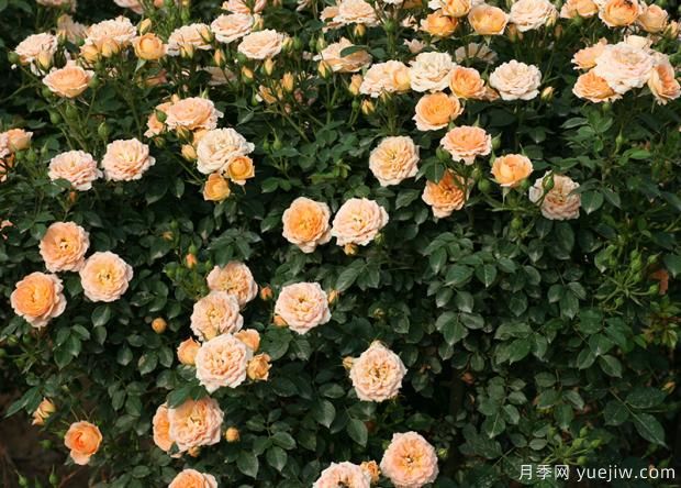 薔薇、月季、玫瑰你真的能分清它們的區別？(圖1)