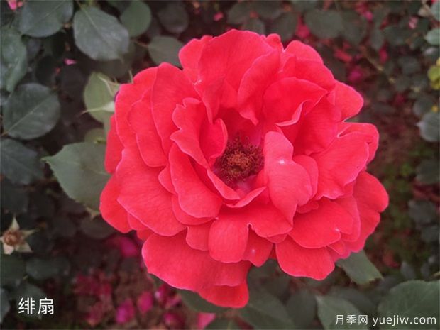 大花月季中的經(jīng)典種類(lèi)你都知道幾個(gè)？(圖1)