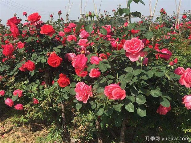 新手養花擔心什么問(wèn)題呢？(圖1)