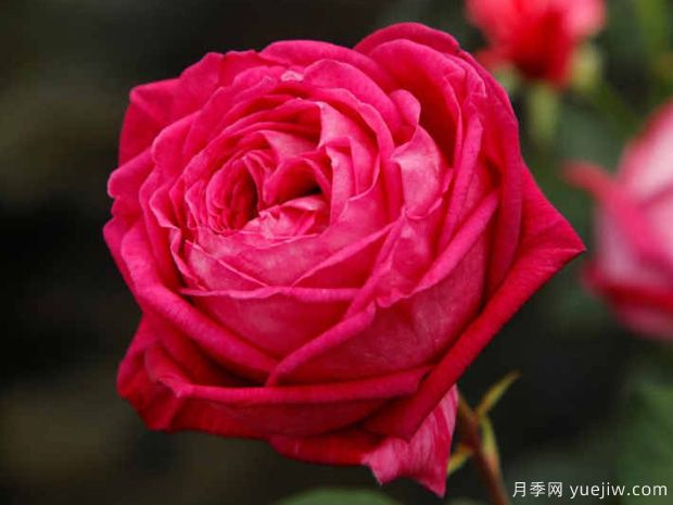 男爵夫人卡洛琳月季的優(yōu)缺點(diǎn)是什么？(圖1)