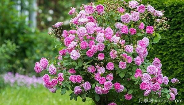 園林種植樹(shù)狀月季要怎樣正確施肥？(圖1)