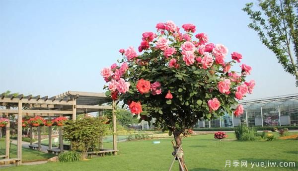 樹(shù)狀月季花苗秋天該不該修剪？(圖1)