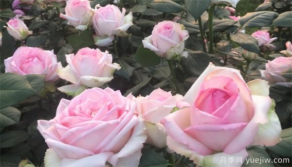 種植栽培景觀(guān)大花月季需要掌握哪幾點(diǎn)？(圖1)