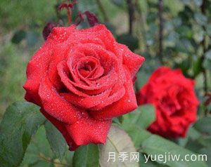 人們日常生活中作為鮮切花饋贈用的“玫瑰”鮮花和盆栽玫瑰全部都是月季。(圖1)