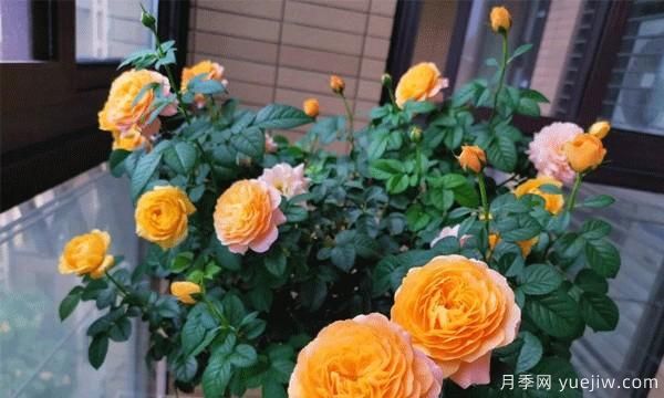月季苗養護說(shuō)明的7個(gè)步驟(圖1) 月季苗養護說(shuō)明的7個(gè)步驟(圖1)