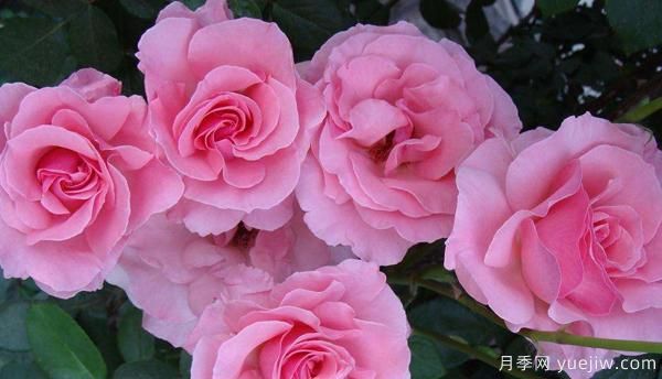 掌握以下六點(diǎn),樹(shù)狀月季養護不再是難題(圖1) 掌握以下六點(diǎn),樹(shù)狀月季養護不再是難題(圖1)