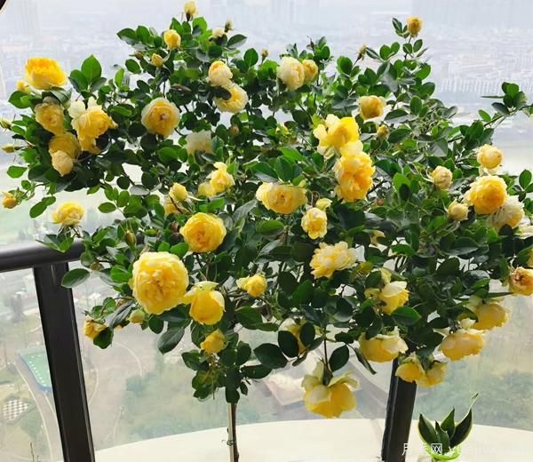 微型月季種植基保養自然環(huán)境和保養方式 很種重要，為花友們接觸煩惱(圖1)