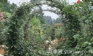 景區的拱形藤本月季是如何形成的，小苗初期都需要壓枝頭？(圖1)