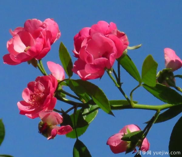 怎樣修剪枝干，能讓花越開(kāi)越多(圖1)