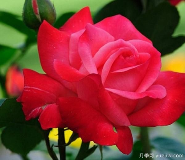 月季花養護，我們怎樣讓它成為真正的“月月紅”呢？(圖1)