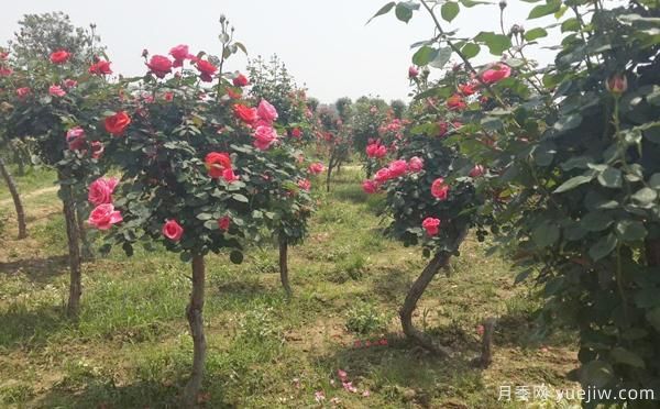 樹(shù)狀月季修剪殘花可延長(cháng)下一次花期(圖1)