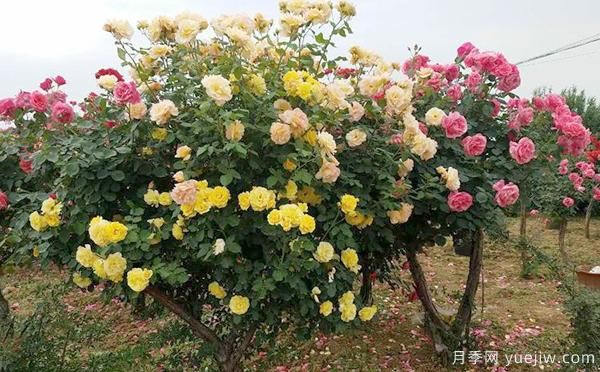 洛陽(yáng)大花月季的施肥管理，你知道是怎樣的嗎？(圖1)