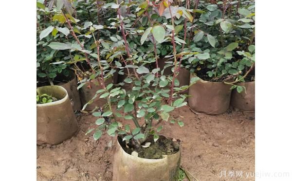 南陽(yáng)大花樹(shù)狀月季在土壤和肥料方面的選擇？(圖1)
